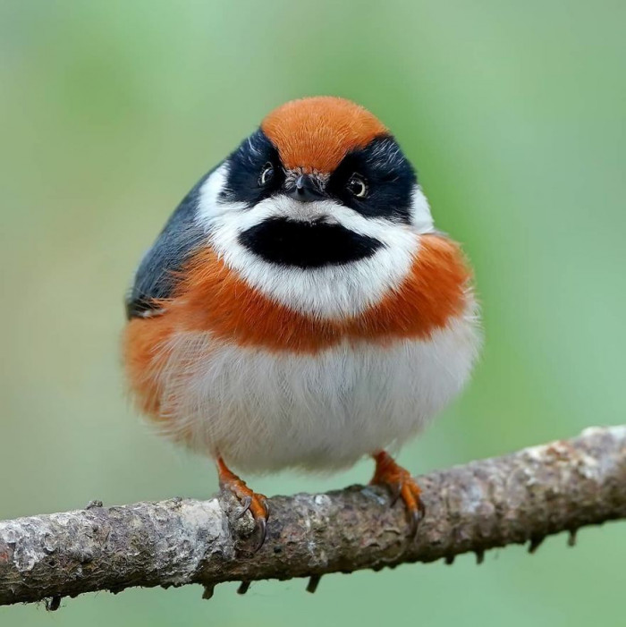 This Bird That Has A Mischievous Pattern Looks Like Quite The Adorable  Troublemaker