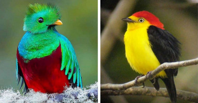 11 Of The Most Beautiful Birds In The World That You Ought To See