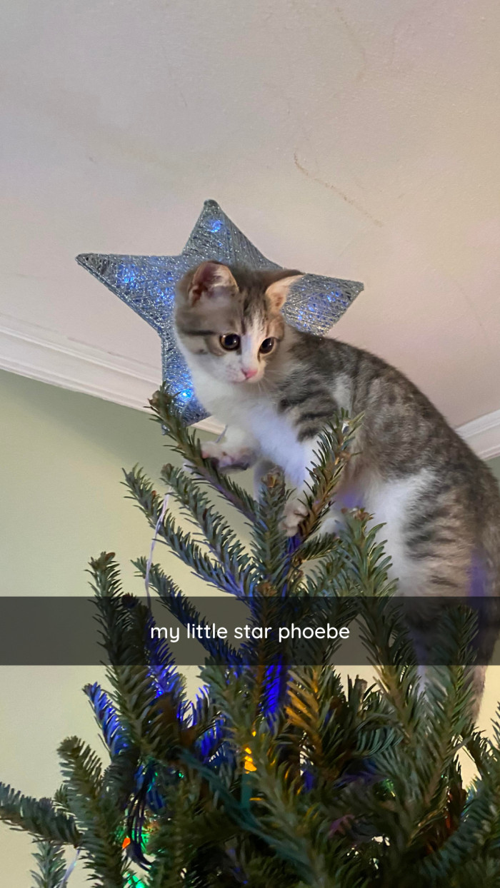 18. Trust me when I say your cat knows who the real star is.