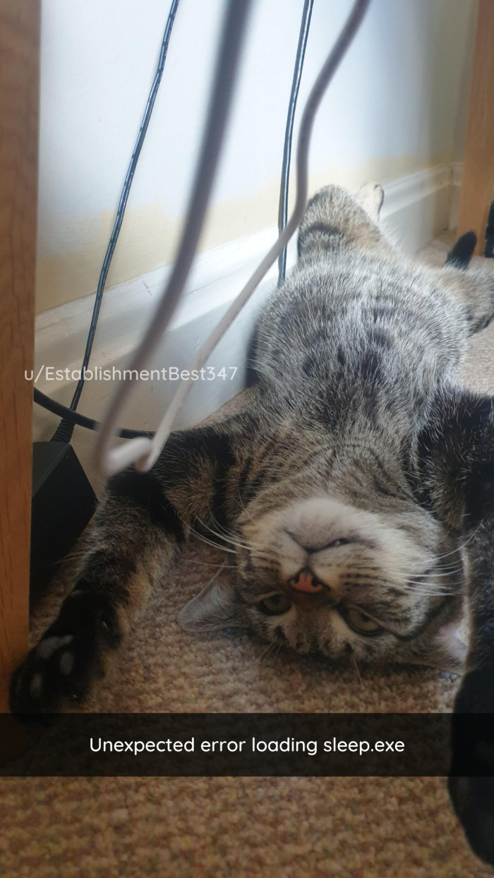 23. Some cats malfunction.