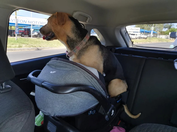 1. "I refuse to be called a big baby. Well, unless you have some treats for me"