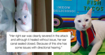 Miraculous One-Eared Kitty Shares Positivity With Delighted Cat Lovers Everywhere