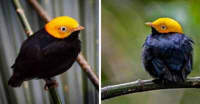 Little Bird Has A Striking, Golden Head And An Appearance That Just Screams Power And Wealth