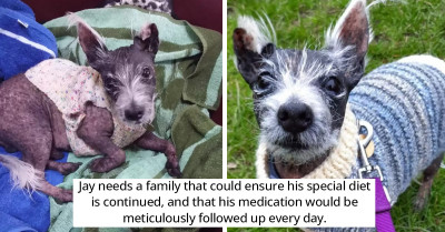 Dog Has Been Waiting For His Forever Home For Over A Year Now, But No One Wants To Adopt Him Because Of His Conditions