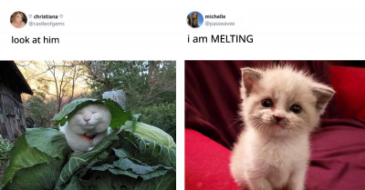 20 Funny Tweets Show Cats, Dogs, And Other Animals Have Always Been And Will Always Be Silly