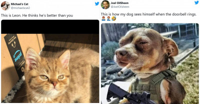 24 Of The Funniest Tweets About Cats And Dogs To Cheer You Up