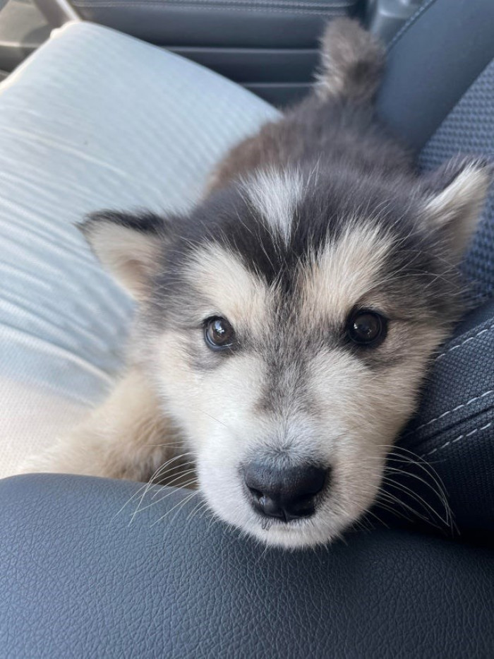 11. Here is my snuggle doodle fuzzy Udon