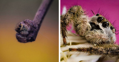 31 Charming Spiders Whose Cuteness Deserves Your Undivided Attention