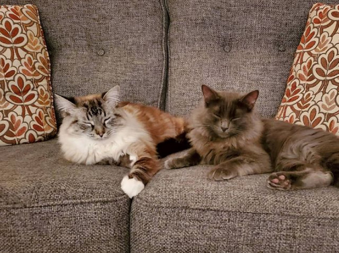 In April of 2021, Dinah welcomed her brother Gandalf as well.