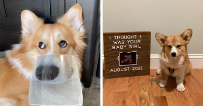 40 Pictures Of Corgis Disapproving Of Their Owner’s Antics With Funny Facial Expressions
