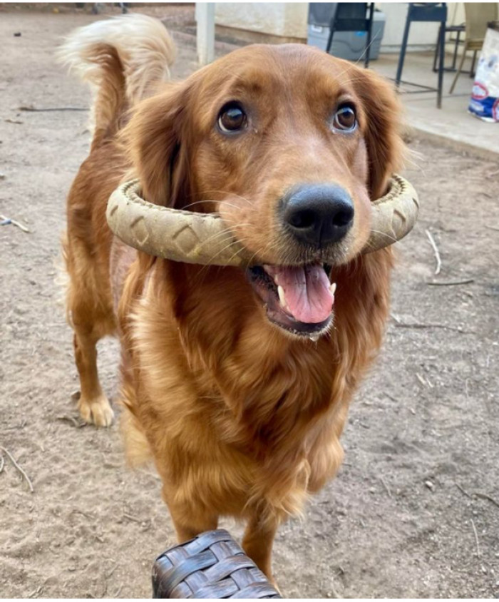 4. “Daisy with her favorite toy.”