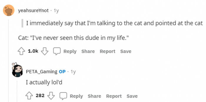 Another hilarious comment. If the cat could speak, what would it have said?