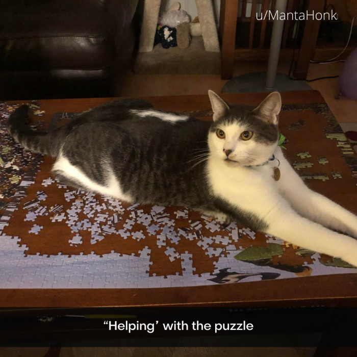 13. Helping is used loosely or subjectively in households where cats are in charge.