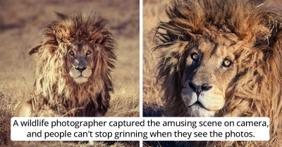 Majestic Lion Has A Bad Hair Day, And It's Hilarious
