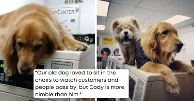 This Laundromat Has An Adorable Staff Member Who Loves To Take Naps On The Machines