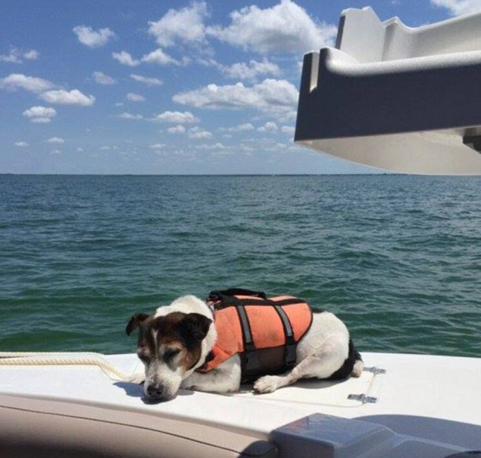 Jagermeister Enjoying the Warmth of the Sun After Getting Saved