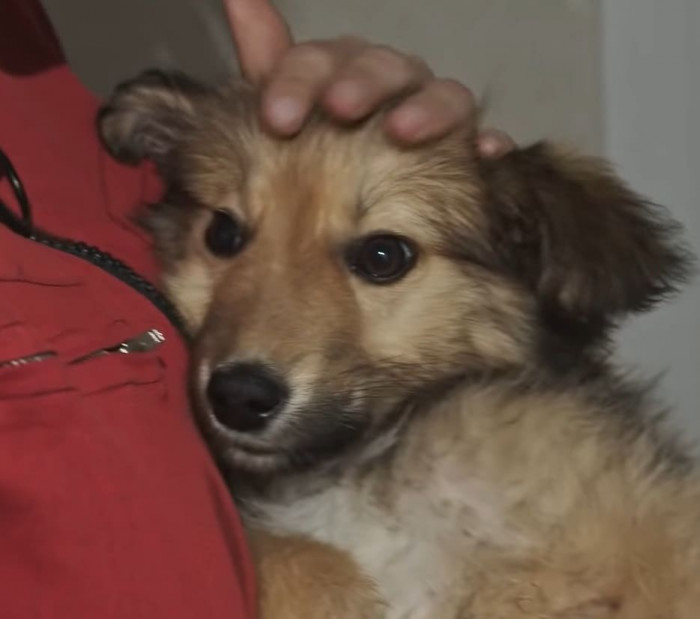 Pushok now has a forever home with a loving family of his own, just as he deserves.