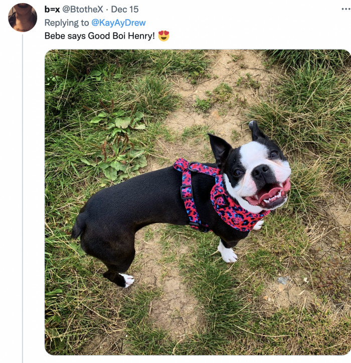 This smile means Bebe is very proud of her fellow doggo