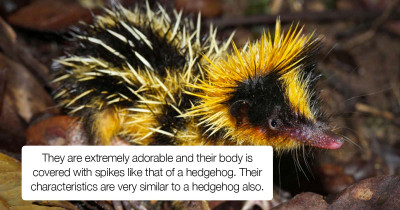 Meet This New Creature That Looks Like A Cross Between A Hedgehog And A Bumblebee