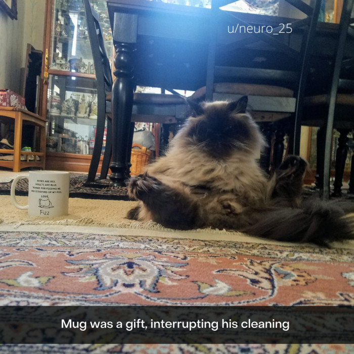 9. Ins-purr-ational.