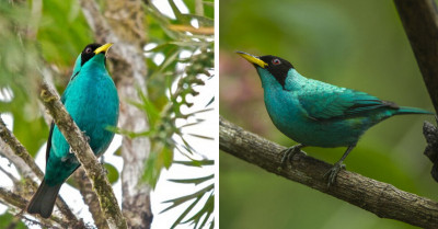The Green Honeycreeper Is One of Nature’s True Wonders with Its Dazzling, Blended Colors of Blue, Green, and Yellow