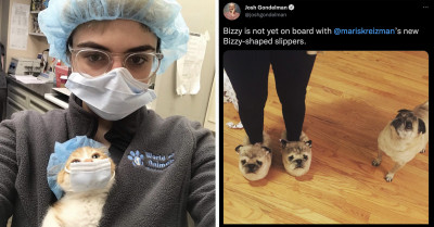 20+ Chaotic Animal Tweets That Show Their Adorable, Sassy, And Wild Personalities