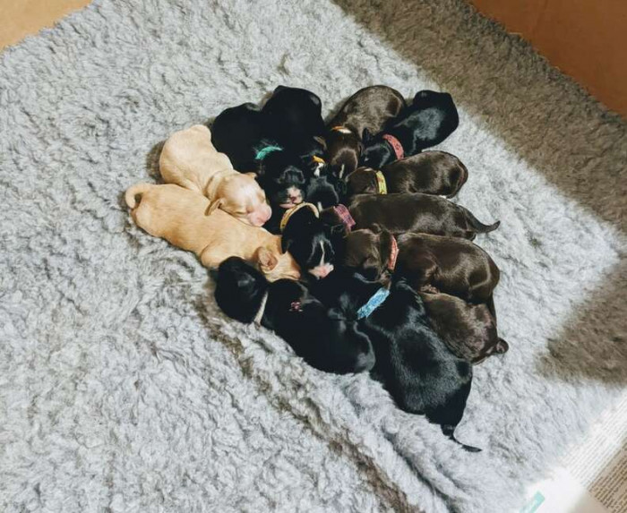 Look at the Number of Puppies Elsa Gave Birth To