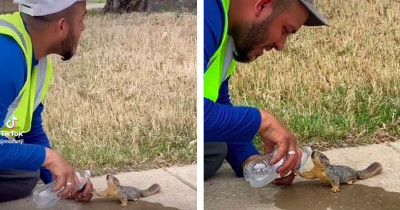 This Squirrel Is So Thirsty, He Approached A Man To Ask For Some Water