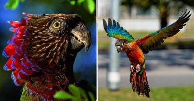 Kaleidoscopic Bird With A Vibrant Neck Fan Is One Of The Most Color-Striking Birds You Will Ever See