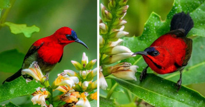 Gorgeous Mustachioed Bird With A Vivid Combination Of Red And Green Is A Stunning Member Of Their Species