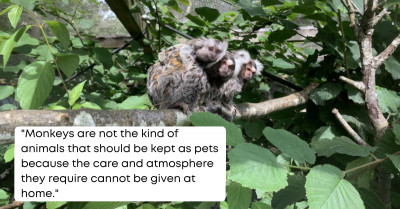 This Rescued Baby Monkey Kept in Poor Care Is an Example of Why Monkeys Should Not Be Kept as Pets