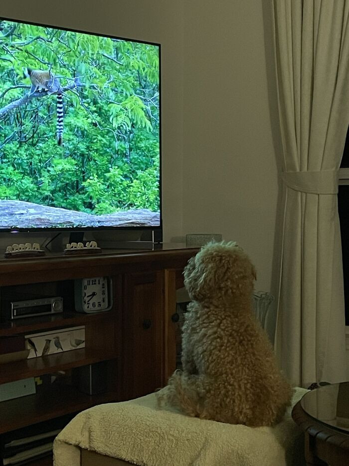 1. Teddy here is in love with animal documentaries