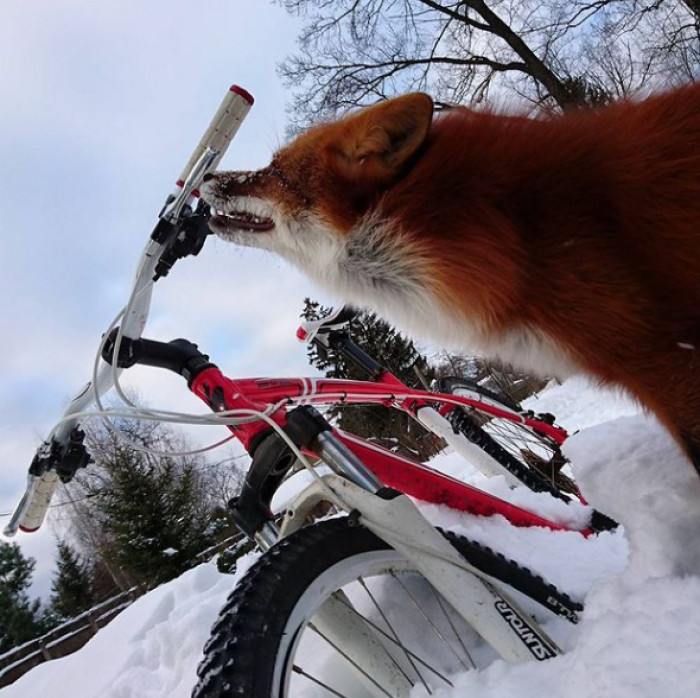 I Want to Ride the Cycle Too!