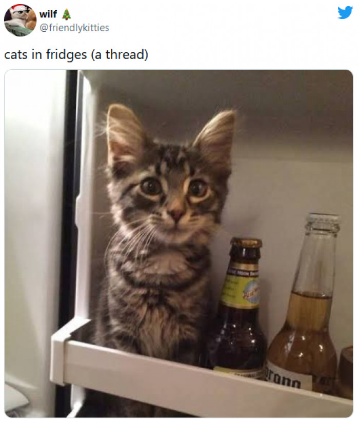 21. This cat is cooling off by the beer.