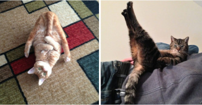 20 Hilariously Bizarre Behaviors That Cats Display On A Daily Basis