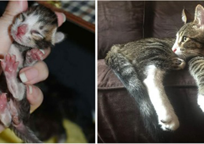 The little kitten was found with his siblings in a container in Vista, California