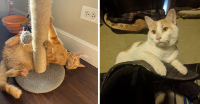 These Cats Are Working Hard At Their Jobs So That They Can Contribute Financially To Their Families