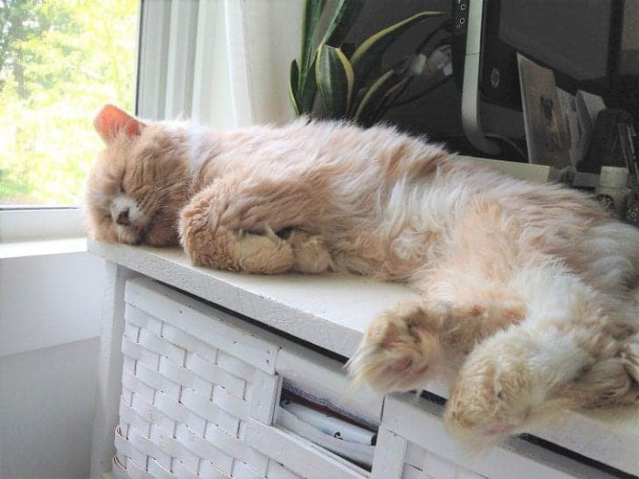 Frisbee was about ten years old when he was discovered. Just by looking at him, you could tell that he had spent most of his recent days battling the difficulties of living on the streets.