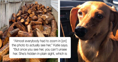 Photo Tricking Dog Hides In Plain Sight; Blending Perfectly In A Pile Of Logs