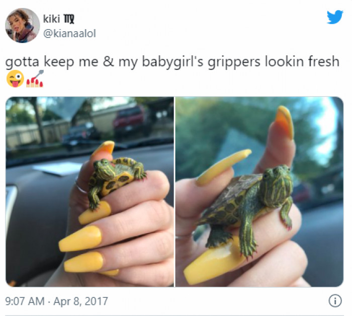 11. A Pretty Little Turtle