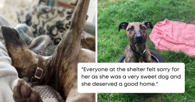 Sweet Little Dog Has Been Waiting At The Shelter Since 2017 To Get Adopted But Has Not Succeeded So Far