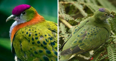 The Superb Fruit-Dove Has A Wonderful Mix Of Colors That Will Make You Fall In Love With It