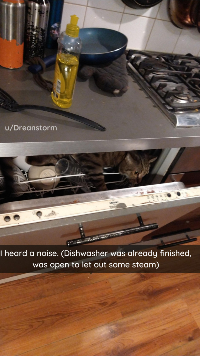 7. This cat is S T E A M Y