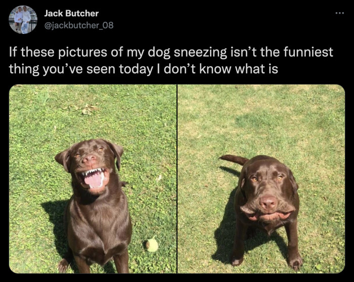12. Videos of dogs sneezing are funny, but seeing them in a still image is *chef's kiss*
