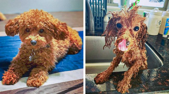 6. Is this the same puppy, or are my eyes playing tricks on me?