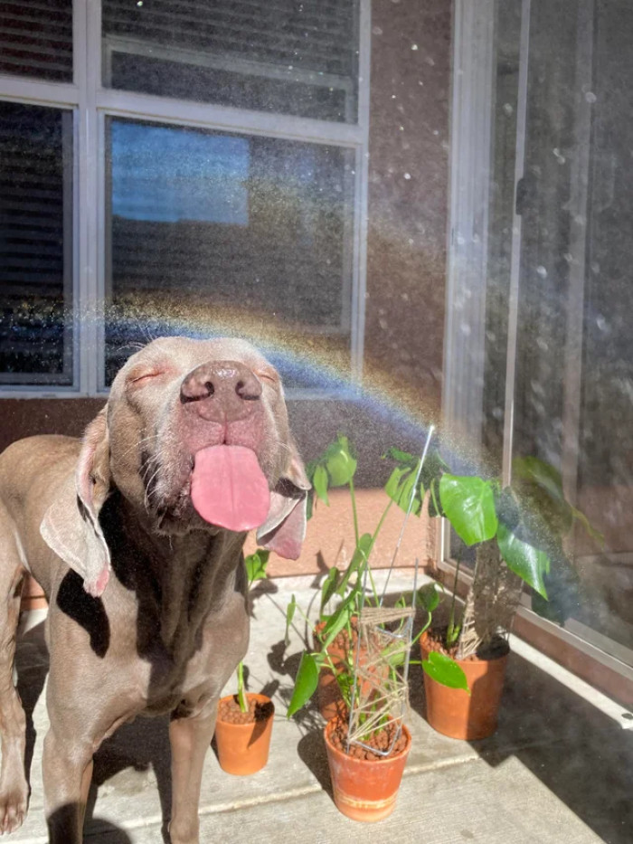 6. The only way we'll know what color the rainbow tastes like is if we try it