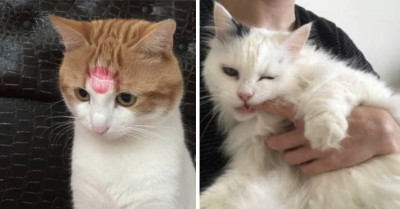 20 Of The Best Cat Posts Lately To Make You Laugh