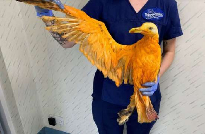 People passing by saw this struggling "golden" bird on the roadside that was floundering and unable to fly.