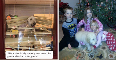 Labradoodle Secretly Followed Children to School and Ends Up in the Principal's Office
