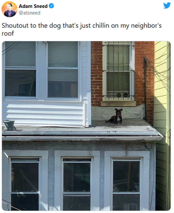 20. This dog climbed up on the roof for a special view of the neighborhood